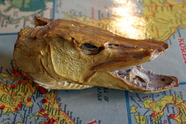 Vintage Dried and Sealed Northern Pike Fish Head