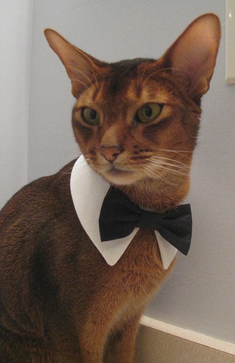 White point collar with interchangeable bow tie