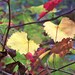 Grapevine in Autumn, Colonial Heights, Virginia--5 x 7 fine art photo, signed