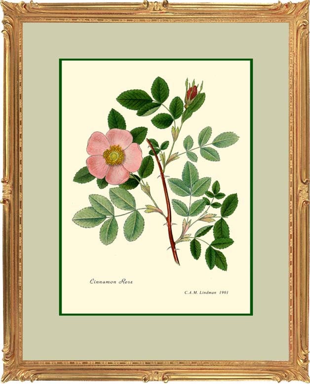 Items similar to Antique Botanical print reproduction Cinnamon Rose
