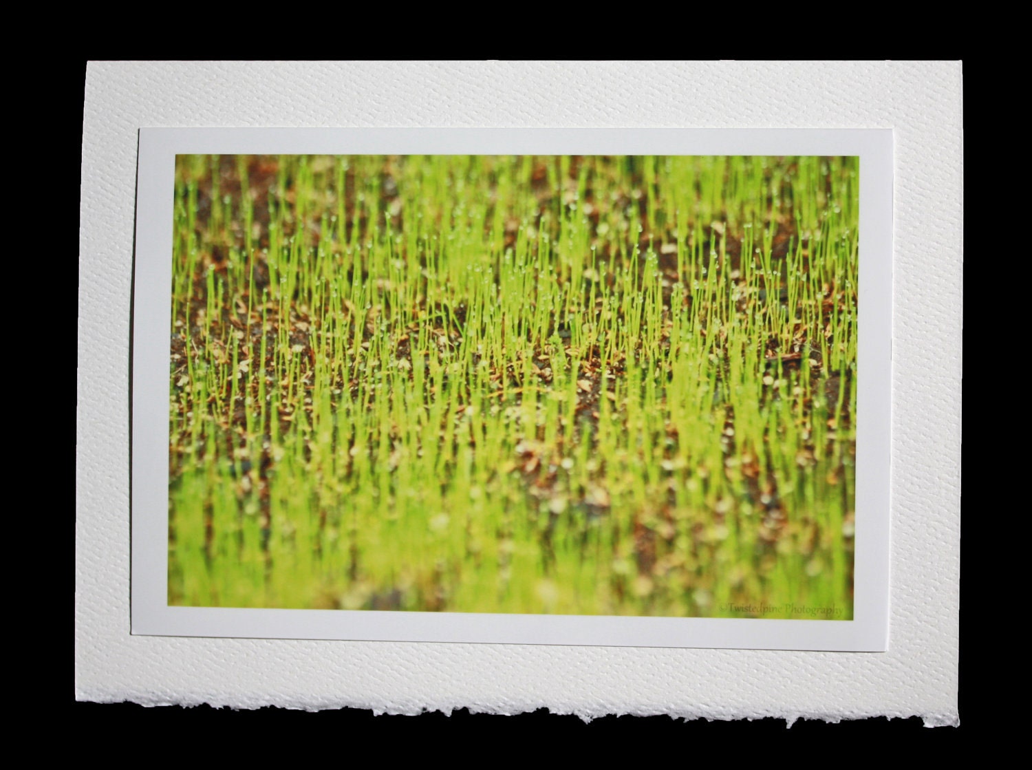 Grass
