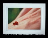 Ladybug on Hand