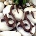 Fake Gauge Earrings -- CLEARANCE SALE 55% OFF -- 1 Pair Organic Wooden Light Sono Wood Spiral Ivy Curls - (By Fake Gauge Organics)