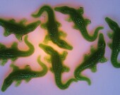 A Mess of Gators- glycerin soap