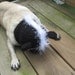 Dog Hat - L'il Stinker Skunk/Made To Order- As seen in moderndog Magazine