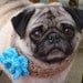 Bloomin' Beauty  Neck Warmer for Dogs - Made To Order