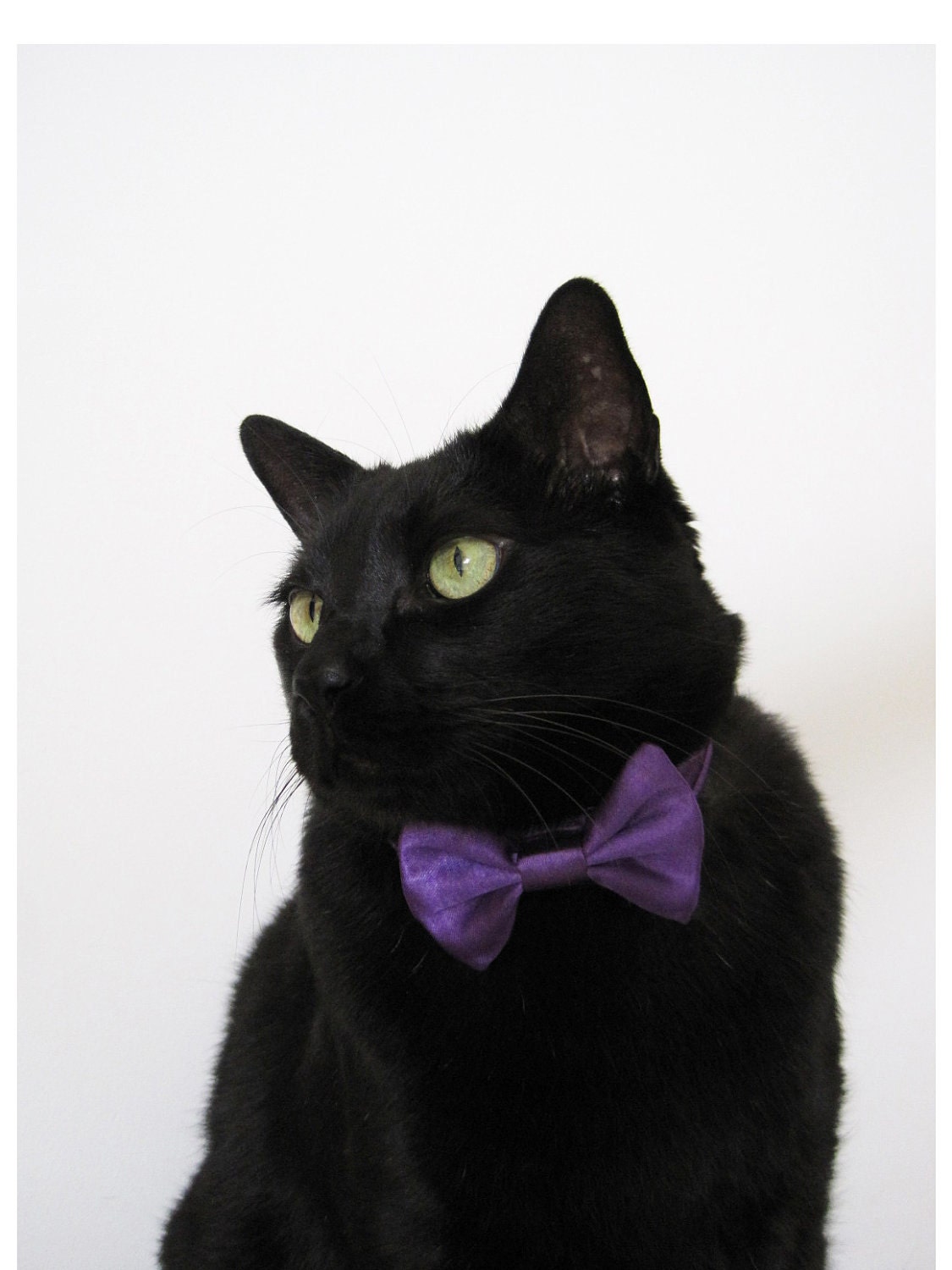 Cat Bow Tie - Choose Your Own (Solid Satins)
