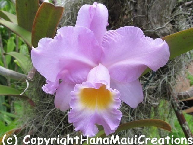 Photo Note Card, Lavender Orchid, Blank, Handmade, All Occasion, Wedding, Birthday