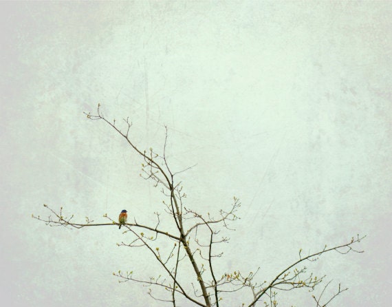 Home Decor Gift Bird Nature Barn Swallow 8x10 Fine Art Photograph Blue Green Orange Texture Gift for Her Gift for Him