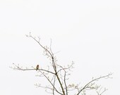 Home Decor Gift Bird Nature Barn Swallow 8x10 Fine Art Photograph Blue Orange Minimalist Gift for Her Gift for Him