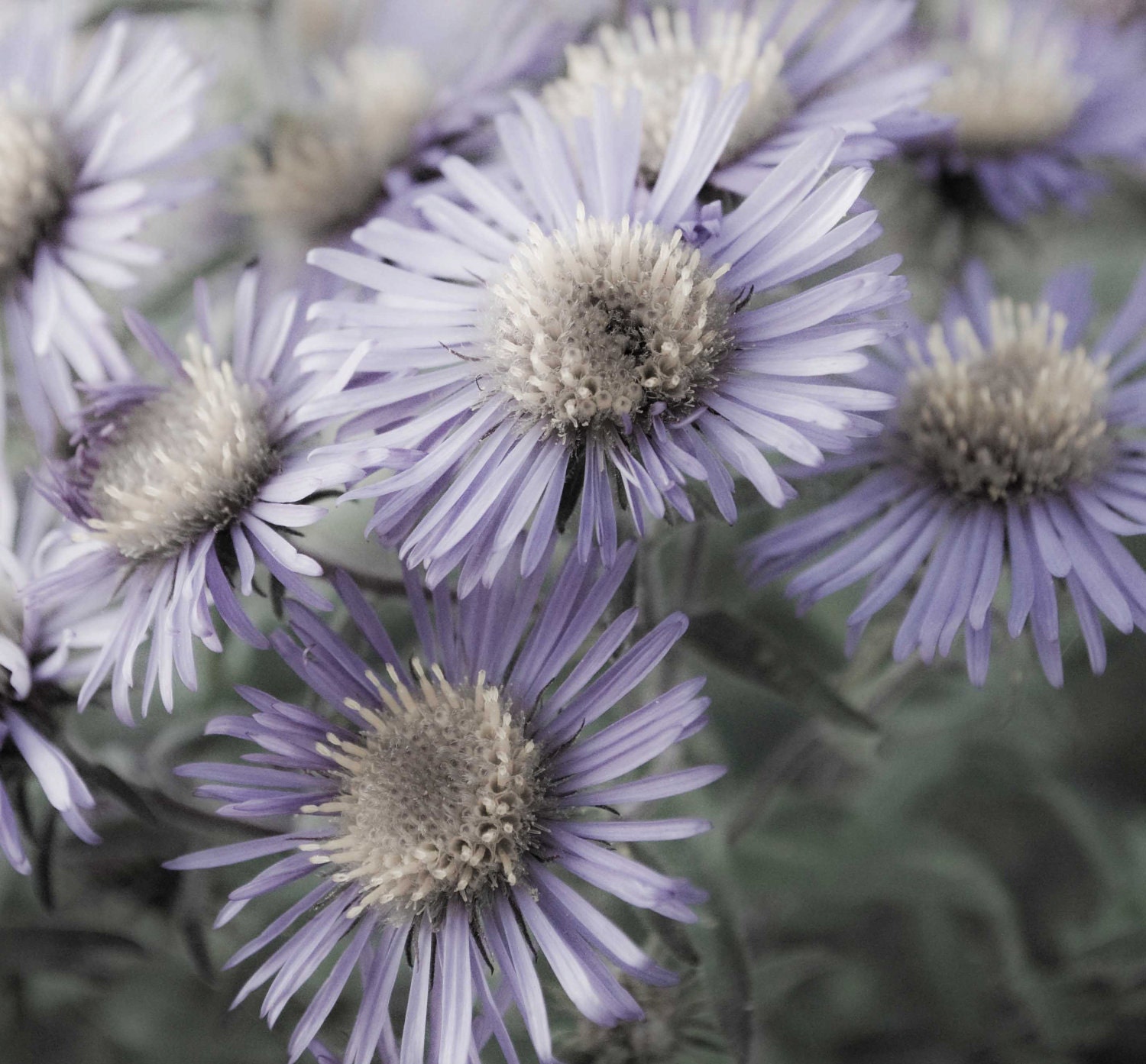 Lavender Flowers Shabby Chic Fine Art Photograph 8x10 Home Decor Nursery Decor Rustic Whimsical Gift for Her