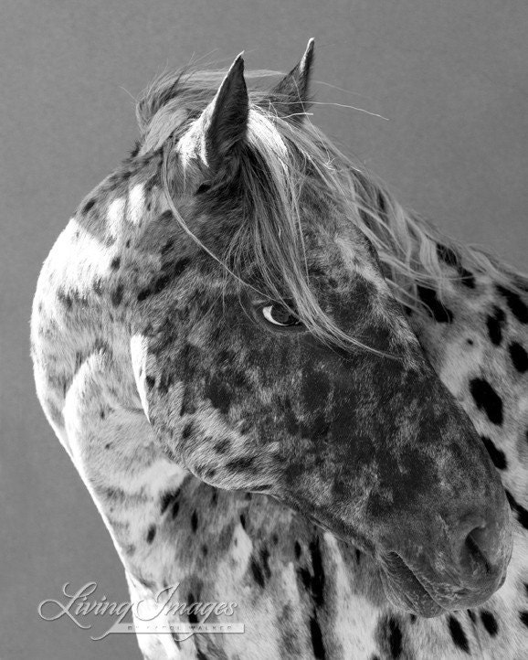 Leopard Appaloosa - Fine Art Horse Photograph