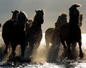 Dark Horses II - Fine Art Horse Photograph