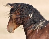 Wild Stallion's Profile - Fine Art Wild Horse Photograph