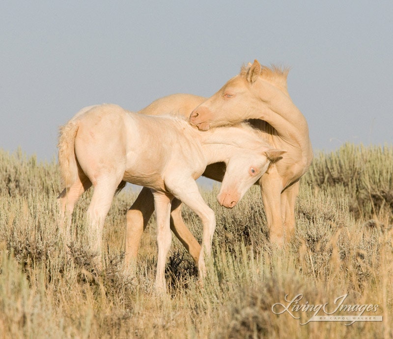 Cremello Colts Playing - Fine Art Wild Horse Photograph