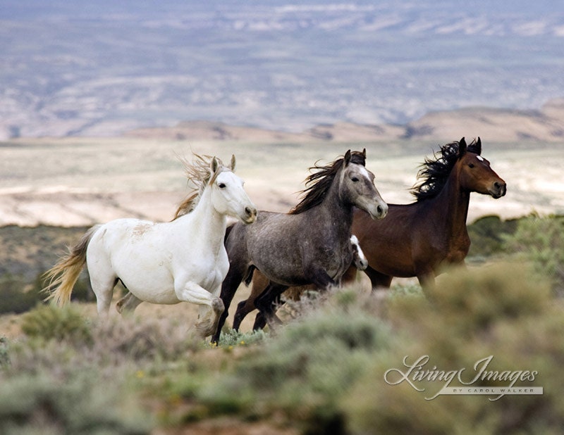 Three Mares Running - Fine Art Wild Horse Photograph