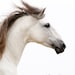 White Stallion Runs - Fine Art Horse Photograph