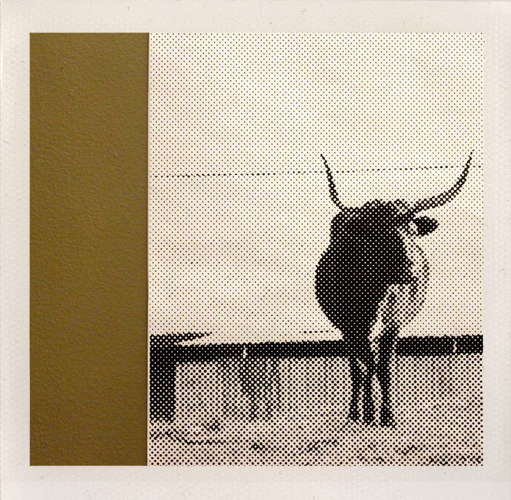 lone bull / large format halftone print / 24x36 black and white poster