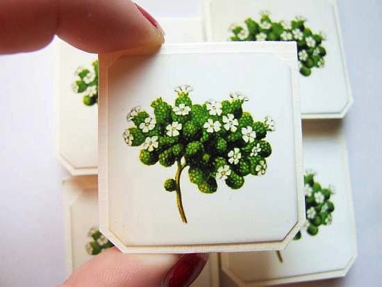 mini note delicate flower cards with a vintage graphic - perfect for every occasion - set of 6