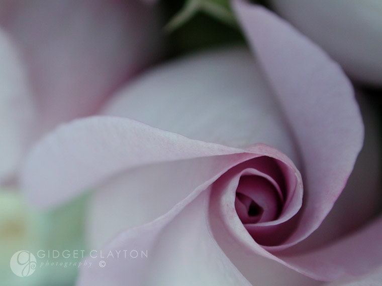 Fine Art Photography 8 x 10 Print - Flowers - Swirls of Love - Home Decor - Gifts Under 50