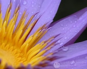 Fine Art Photography 8 x 10 Print - Flowers - Galaxy of Purple - Home Decor - Gifts Under 50 - GidgetsPhotography