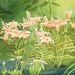 Orange Lillies Green Garden Original Watercolor Painting