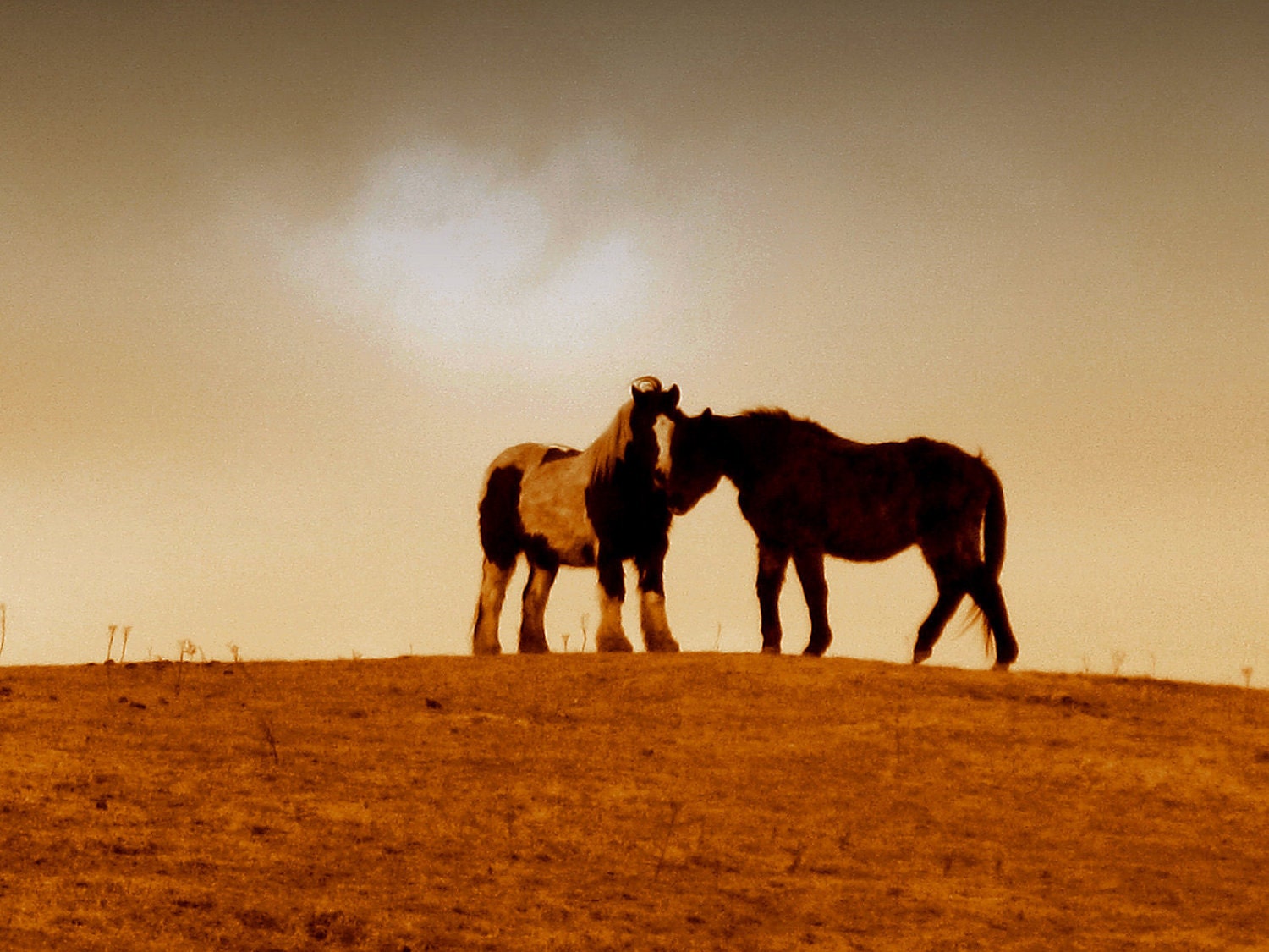 Northumberland Romance - A4 Size Horse Photograph Limited Edition Giclee Print