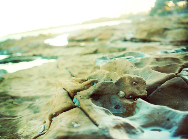Beach Photo. Summer DÃ©cor. Fine Art Photography. Rocks. Shells. Bokeh. Sunny Australia. Holiday. Brown Teal. Size A4 - happeemonkee