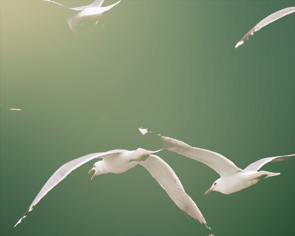 Seagulls 4. Fine Art Photography. Clouds. Blue Skies. Ocean bird. Summer. Size A4