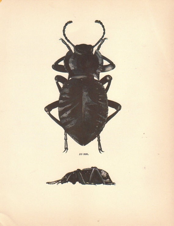 Wonderful Vintage Akis Beetle illustration