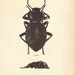 Wonderful Vintage Akis Beetle illustration