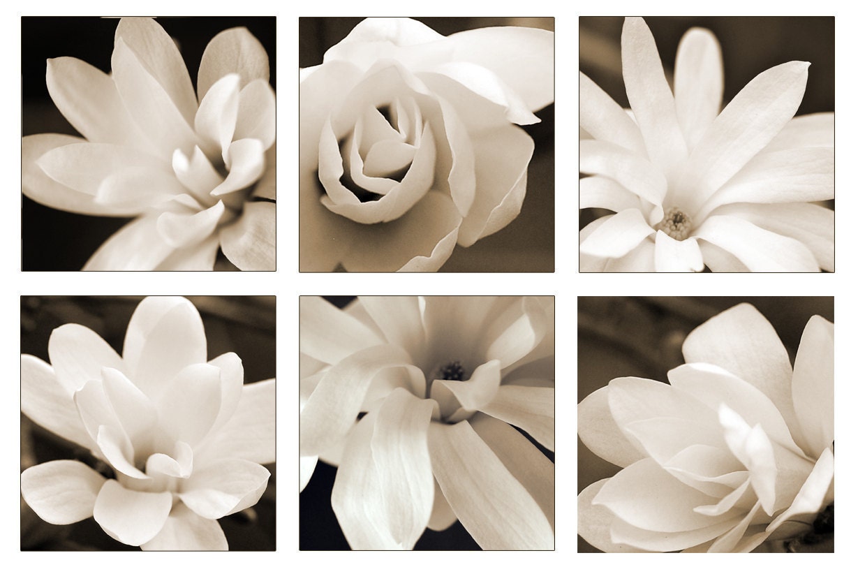 Magnolia Photo Set,  6 Original 5"x5" sepia photographs, velvety,  soft, light, dreamy, beautiful, floral, blooms