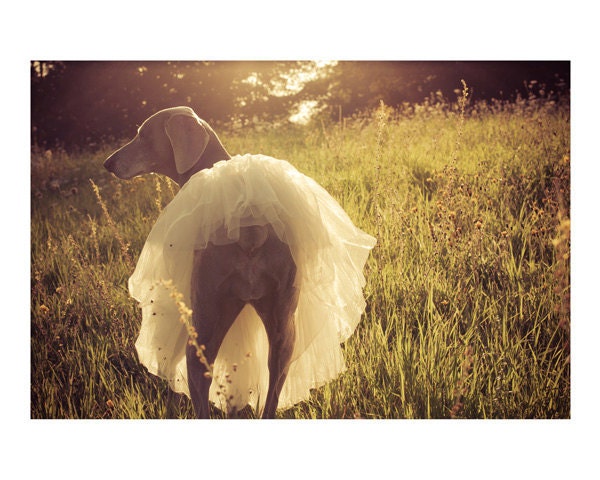 ballerina weimaraner photograph - original fine art photography, dog, sunkissed, sunset, tutu, tulle - 8x10