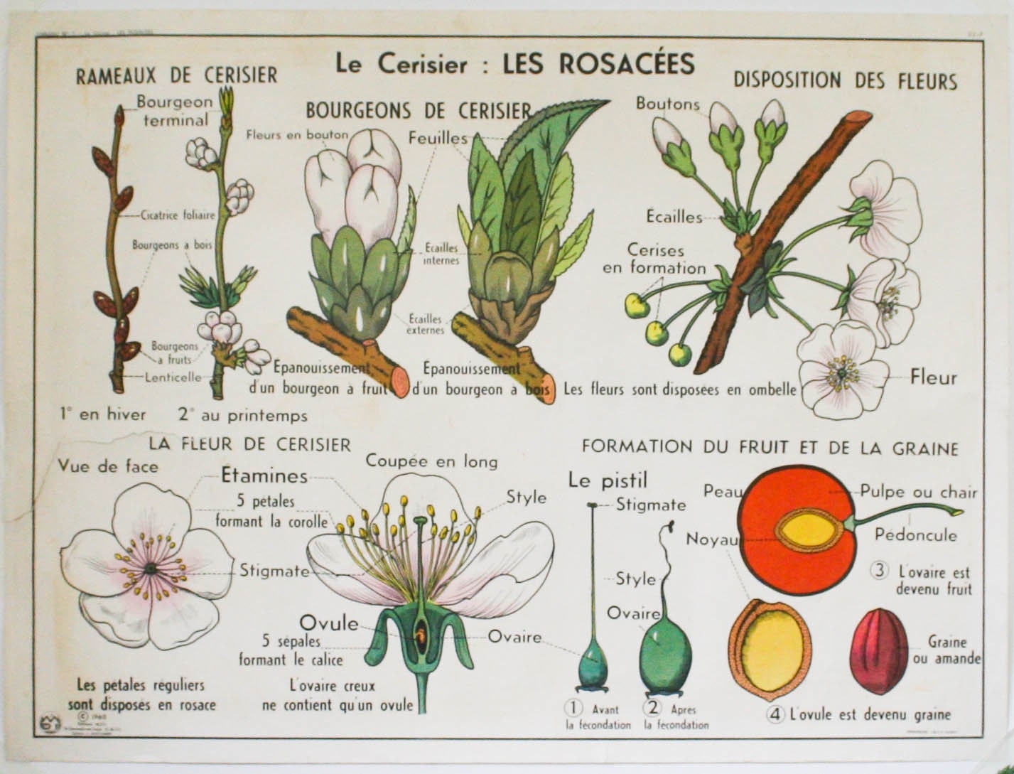 french botanical chart genuine vintage school map, double sided carrot industrial look