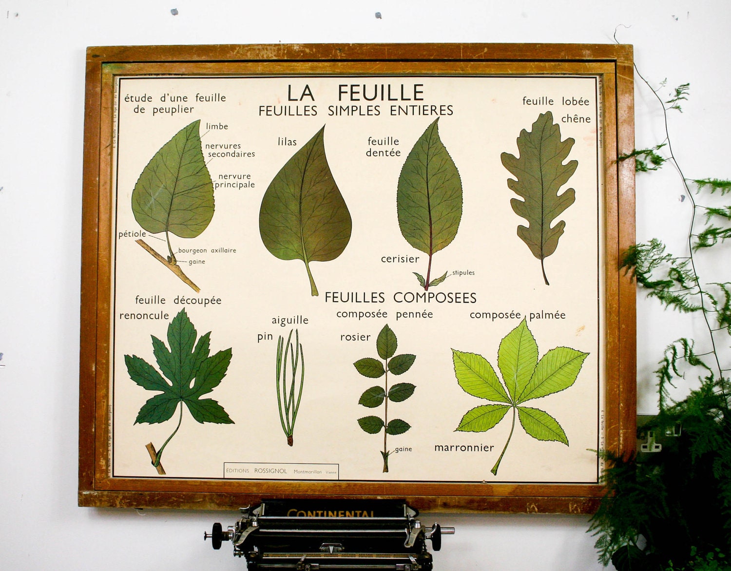 vintage botanical chart genuine french school map, double sided leaves and branches industrial look