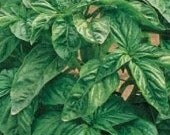 Organic Heirloom Genovese Basil Seed BEST SELLER