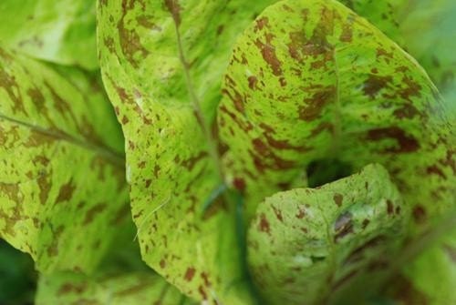 Organic Heirloom Forrellenschluss Romaine Lettuce Seeds-RARE