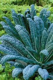 Organic Heirloom Tuscan KALE Nero Seeds Best Seller