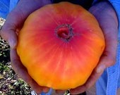 PINEAPPLE BEEFSTEAK Organic Heirloom Tomato Seeds