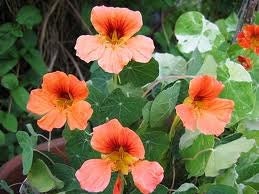 Edible Nasturtium Heirloom Vesuvius Peach Flower Seeds