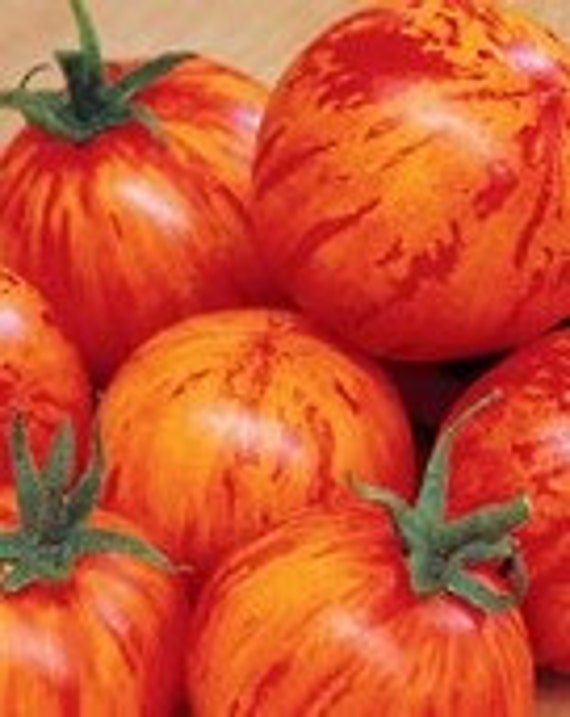 Red Zebra Tomato