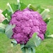 Organic Heirloom Purple of Sicily Cauliflower Seeds Rare