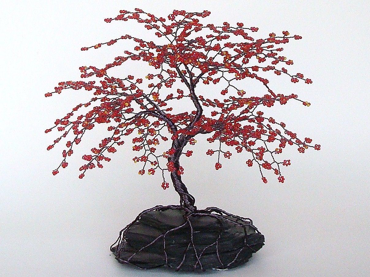 cherry blossom bonsai