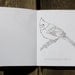 Canadian Wildlife - A Mini Colouring Book