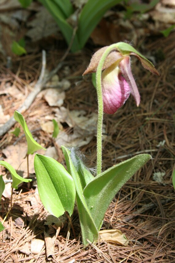 Lovely lady slipper - 5 x 7" color print