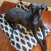 Dog Bed Black/Denton Ikat Pet Duvet Cover-Large