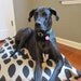 Dog Bed Black/Denton Ikat Pet Duvet Cover-Large