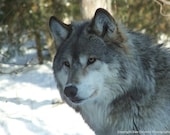Gray Wolf, Animal Photography, Timberwolf, Winter, Wildlife, Nature, Photo, Print, "Gray Wolf"