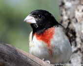 Rose Breasted Grosbeak, Matted 5x7 Nature Photo
