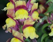 Snapdragons, Matted 5x7 nature photography